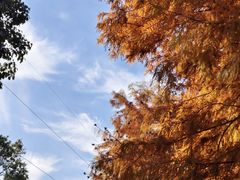 -上海海湾国家森林公园