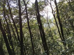 -西湖风景区十里琅珰-五云山