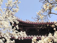 -灵谷景区