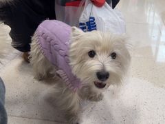 -帕帕拉兹宠物(亚洲旗舰店)