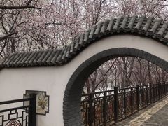 -桃花堤公园