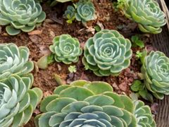 -浔岚云舍mist静谧观景美宿(丽江古城店)