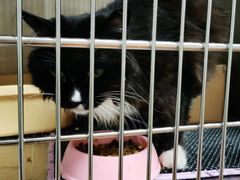 -北京观赏动物医院·24小时大型综合·猫专科·异宠专科