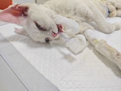 -东日国际动物医院·CT·心脏专科(桃源分院)