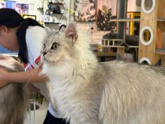 -平行世界·猫咖(首经贸店)