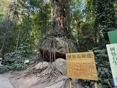 -莫里热带雨林景区