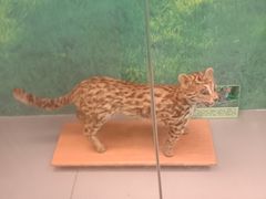 -下渚湖国家湿地公园科普馆