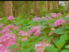 -广西壮族自治区药用植物园