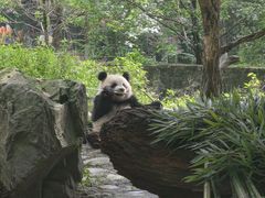 -都江堰中华大熊猫苑