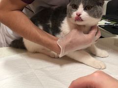 -宠爱国际动物医院· 猫科· 外科·中兽医(长白店)