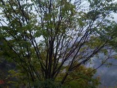 -叠溪松坪沟景区