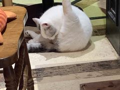 -猫色咖啡·猫咖