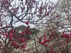 -香雪海