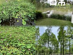 -沐仙湖湿地公园