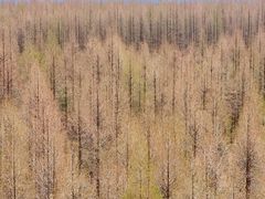 -黄海国家森林公园