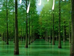 -泗洪洪泽湖湿地景区