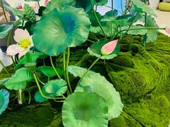 -金茂览秀城