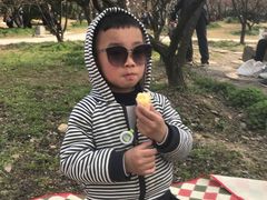 -香雪海