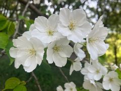 -陆家嘴中心绿地