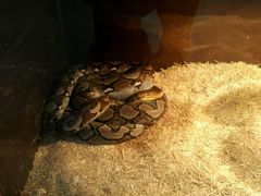 -上海大自然野生昆虫馆