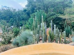 -深圳仙湖植物园