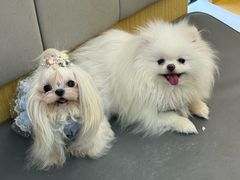 -美联众合动物医院·24h转诊中心