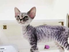 -十年猫舍·猫咪专门店(普陀店)