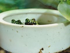 -上海大自然野生昆虫馆(东方明珠·爬宠昆虫探索中心)