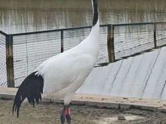 -盐城丹顶鹤湿地生态旅游区
