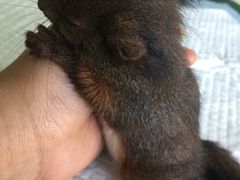 -雨林宠物医院 非犬猫异宠专科
