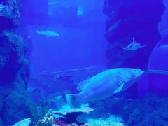 -西安曲江海洋极地公园
