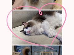 -啵啵喵·猫咖(攀华国际店)