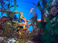 -上海海洋水族馆