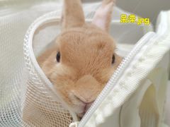 -瑞派申生动物医院·24H夜诊·国际动物医疗中心·骨外科(吴中路店)