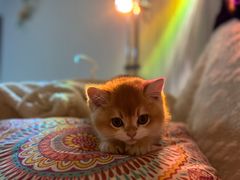 -lincat·猫舍(广州店)