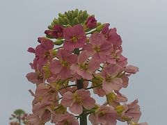 -中国天府农业博览园