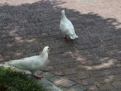-东部华侨城