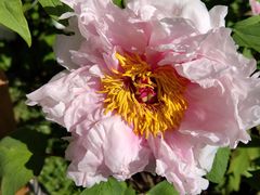 -国家植物园南园