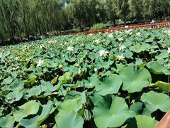 -莲花池公园