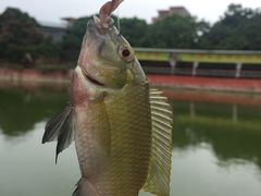 -荔枝红五号农庄