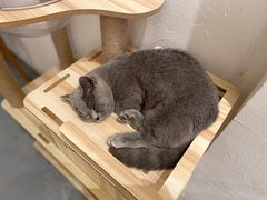 -猫友咖啡店(玉林西路店)