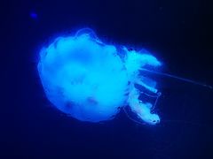 -南昌海洋公园