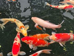 -金海华·华宴江南(斜塘店)