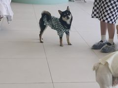 -怪兽屋·羊驼·猫咖·狗咖(俊华广场店)