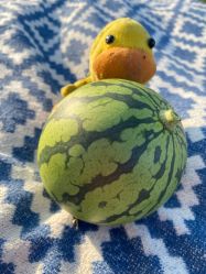 -浅山蜜塘奇妙乐园·亲子营地