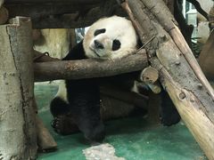 -成都动物园