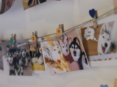 -Husky Go! 哈士奇体验馆·宠物咖啡厅狗咖