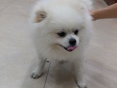 -艾贝尔宠物医院·狂犬免疫点(江山金象城店)