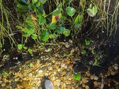 -鹅滋道(甘坑古镇店)