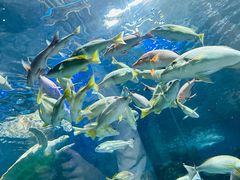 -上海海洋水族馆